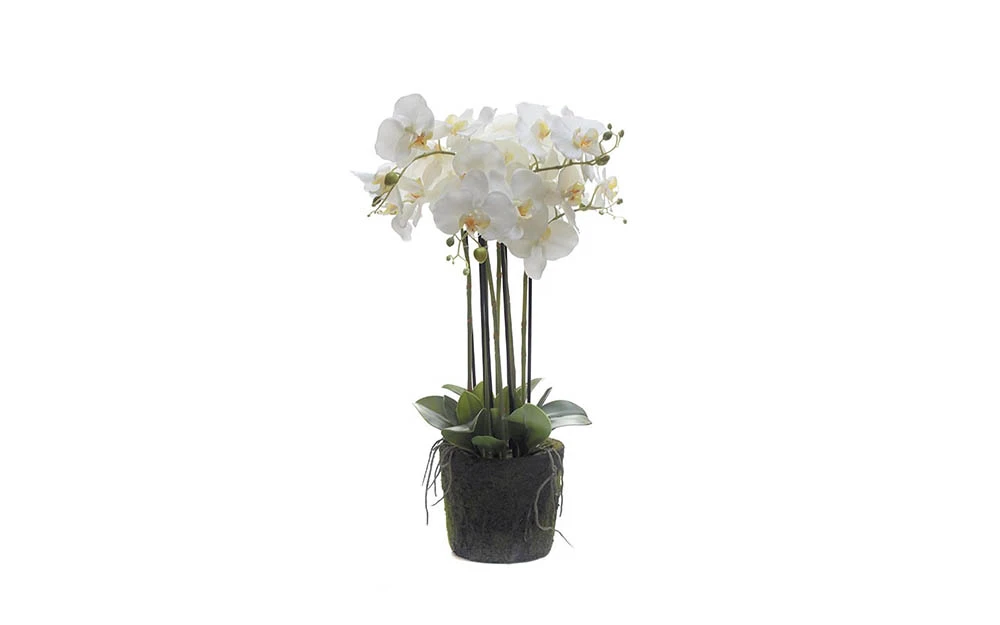 Текстилни орхидеи