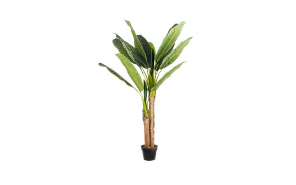 Декоративно растение BANANO PLANT Bizzotto - 1 - Stolbg.com